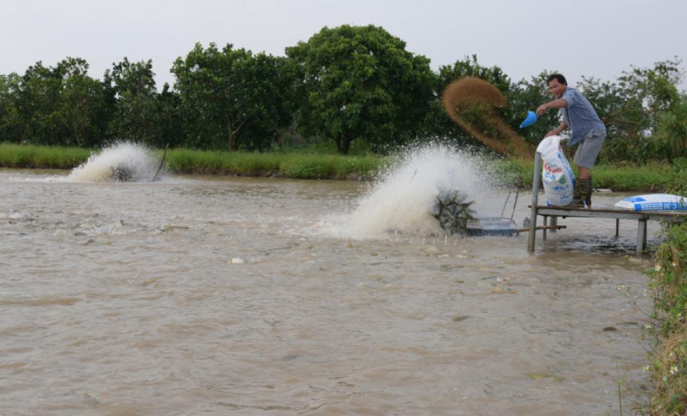 Có vốn từ quỹ khuyến nông, mỗi bao cám bớt được 40.000đ