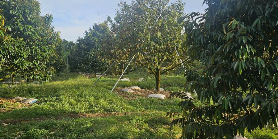 Đơn hàng 350m ray đầu tiên tại Vườn sầu riêng Cẩm Mỹ, Đồng Nai