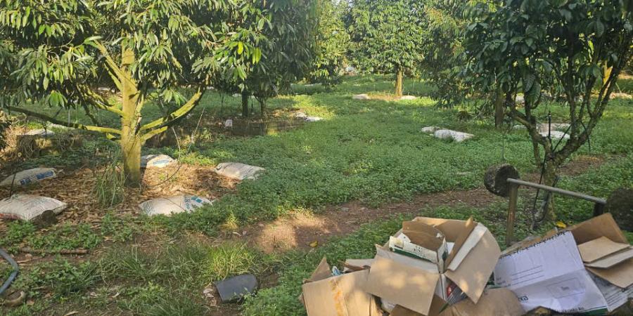 Đơn hàng 350m ray đầu tiên tại Vườn sầu riêng Cẩm Mỹ, Đồng Nai