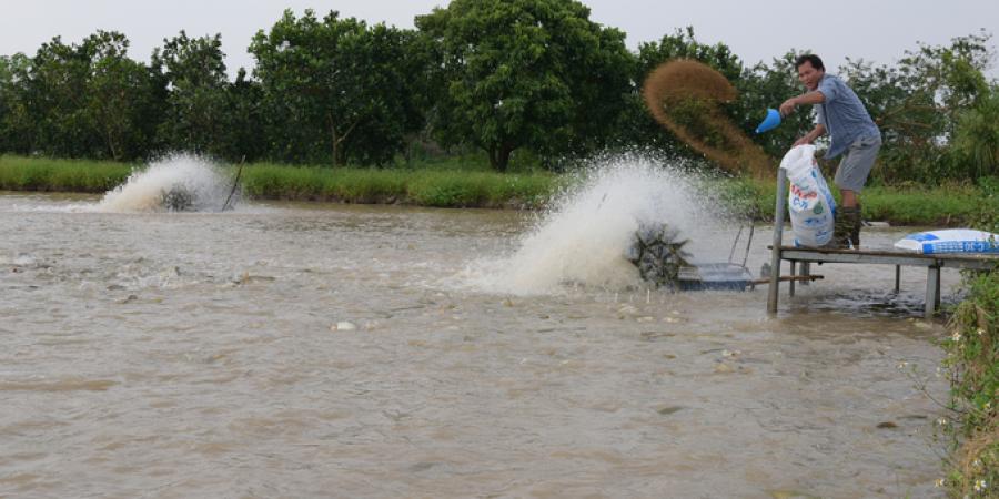 Có vốn từ quỹ khuyến nông, mỗi bao cám bớt được 40.000đ