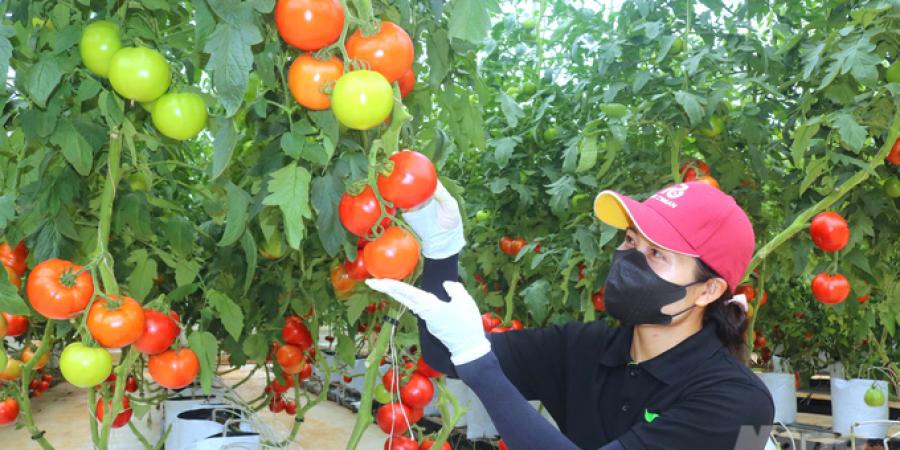 Khánh thành Trung tâm Nghiên cứu và Phát triển Rijk Zwaan Việt Nam