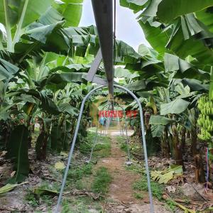 Cáp chống đổ vườn chuối 002