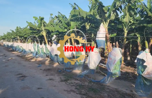 Hoàn Thành 11km Cáp Thu Hoạch Cho 200 Hecta Chuối Cấy Mô – Công Ty Unifam