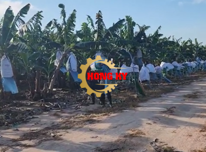 Quy trình thu hoạch chuối từ cây lên cáp vận chuyển