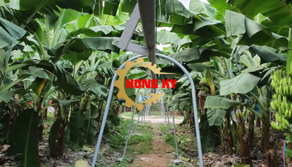 Cáp treo chống đổ cho cây chuối