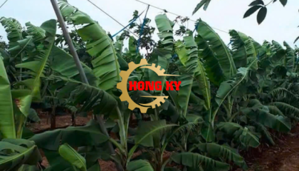 Hệ thống chống đổ vườn chuối