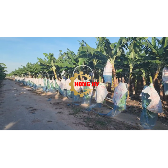 Cáp Thu Hoạch Chuối