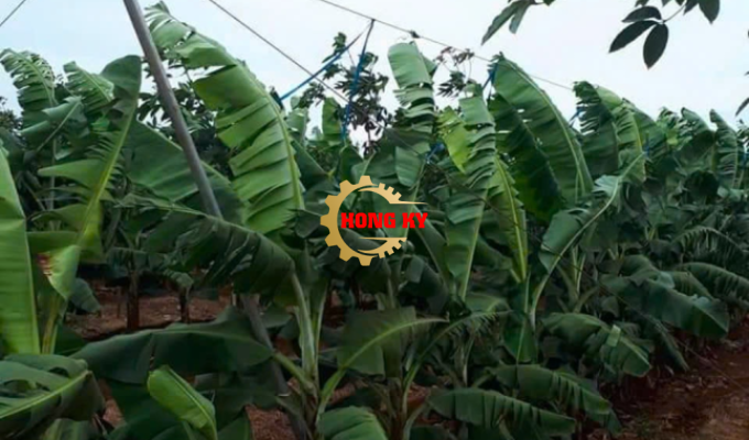 Hệ thống chống đổ vườn chuối